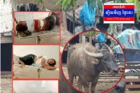 សត្វក្របីឡើង-ក រត់ចូលផ្សារត្រីវ័ធមនុស្ស៤នាក់របួសធ្ងន់ និងពីរនាក់របួសស្រាលផ្អើលក្រុងប៉ោយប៉ែត